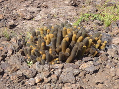 Brachycereus nesioticus