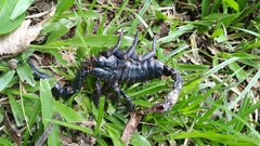Heterometrus laoticus
