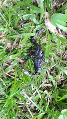 Heterometrus laoticus