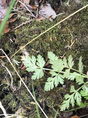 Conioselinum