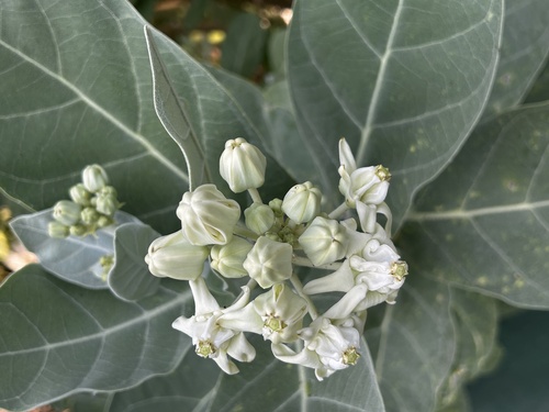 Foto de Flor-de-seda