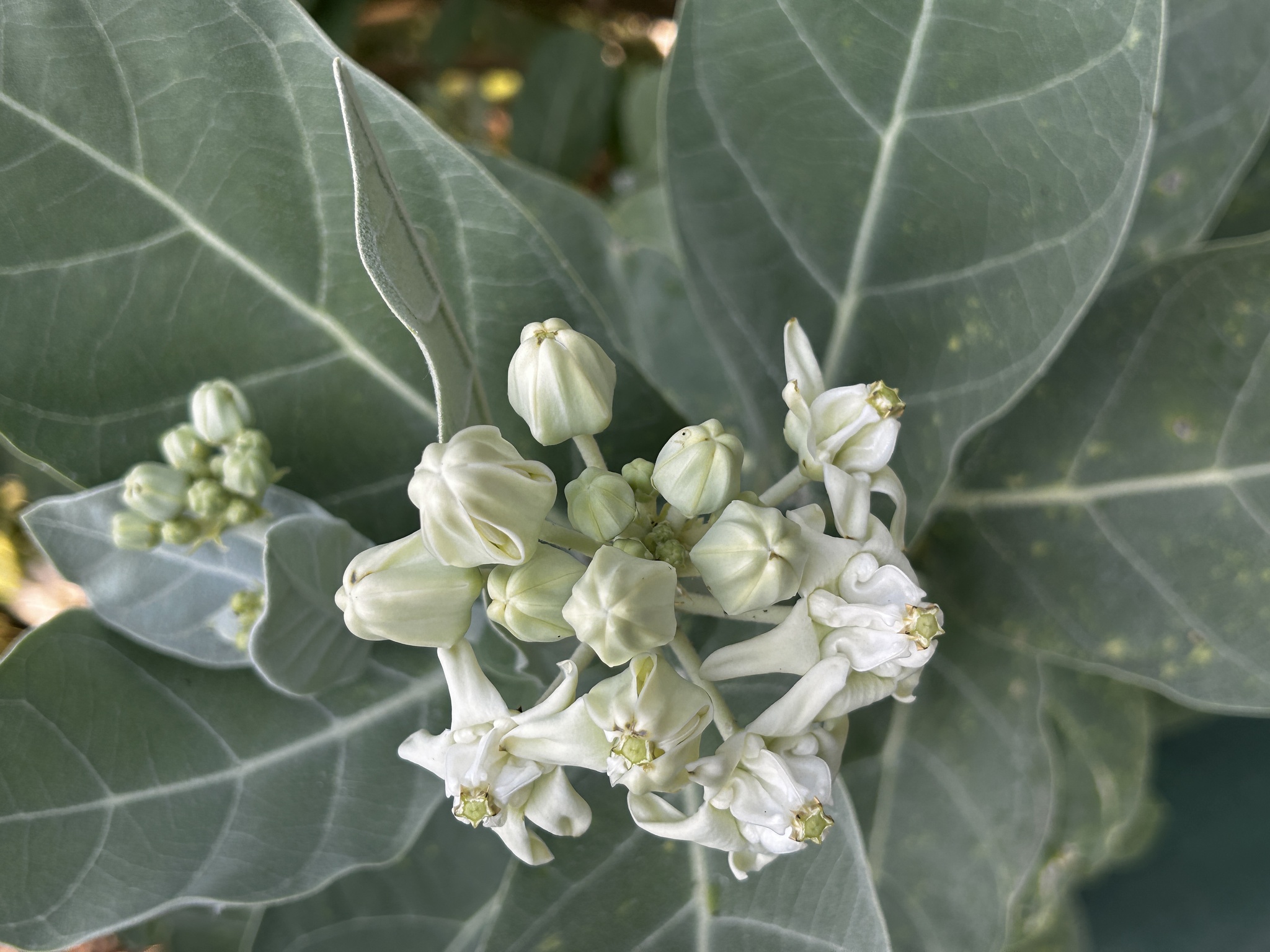 Imagem de Flor-de-seda