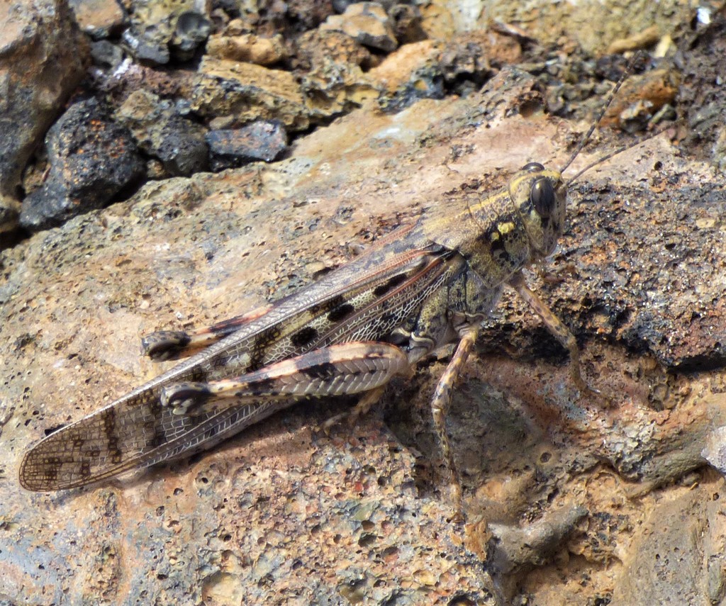 Small Painted Locust