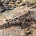 Small Painted Locust - Photo (c) Douglas J. Long, some rights reserved (CC BY-NC), uploaded by Douglas J. Long