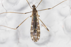 Erioptera dulcis