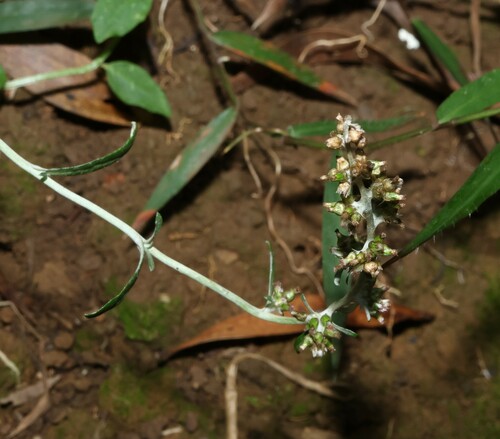 Image of Gamochaeta americana by (c) Greg Tasney, some rights reserved (CC BY-SA)