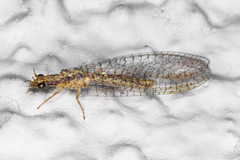 Eremochrysa punctinervis