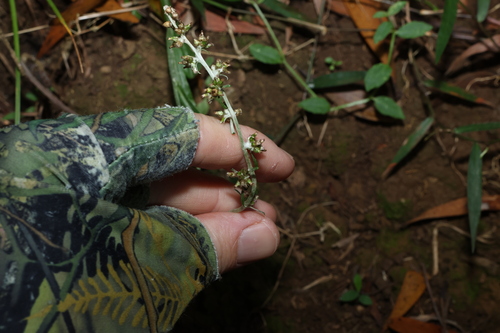 Image of Gamochaeta americana by (c) Greg Tasney, some rights reserved (CC BY-SA)