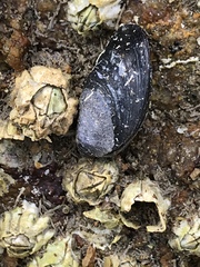 Mytilus californianus