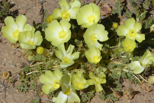 Paper Snotblom (Grielum humifusum)