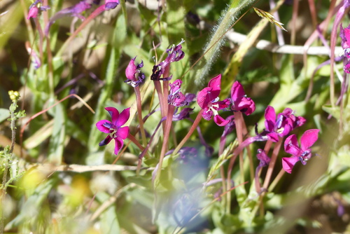 Granite Kabong (Lapeirousia silenoides)