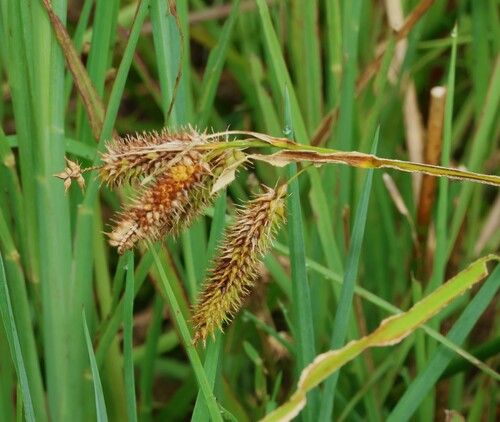 Image of Carex fascicularis by (c) Greg Tasney, some rights reserved (CC BY-SA)