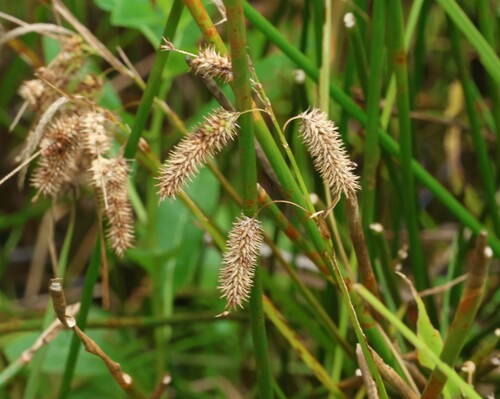 Image of Carex fascicularis by (c) Greg Tasney, some rights reserved (CC BY-SA)