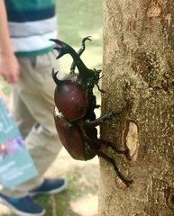 Trypoxylus dichotomus