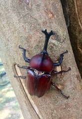 Trypoxylus dichotomus