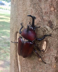 Trypoxylus dichotomus