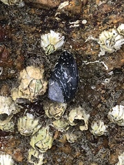 Mytilus californianus