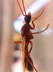Myrmecia nigriceps
