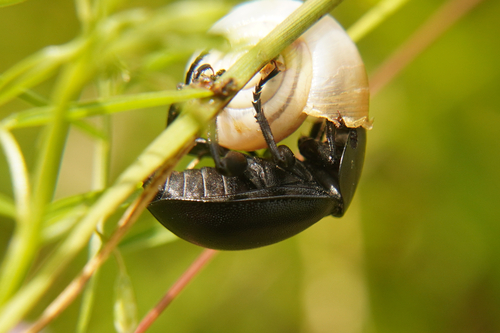 Smooth Carrion-beetle