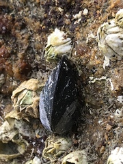 Mytilus californianus