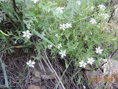 Stellaria dichotoma