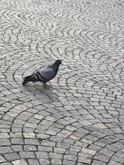 Columba livia domestica