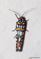 Cydosia curvinella
