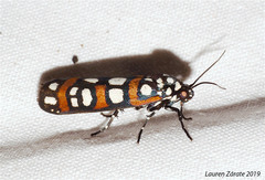 Cydosia curvinella