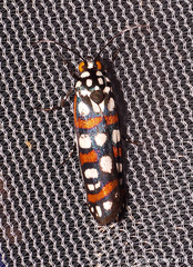 Cydosia curvinella