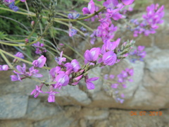 Oxytropis coerulea