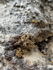 Xanthaptychia contortuplicata