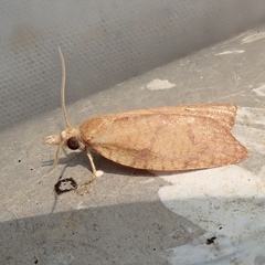 Cenopis reticulatana