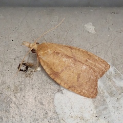 Cenopis reticulatana