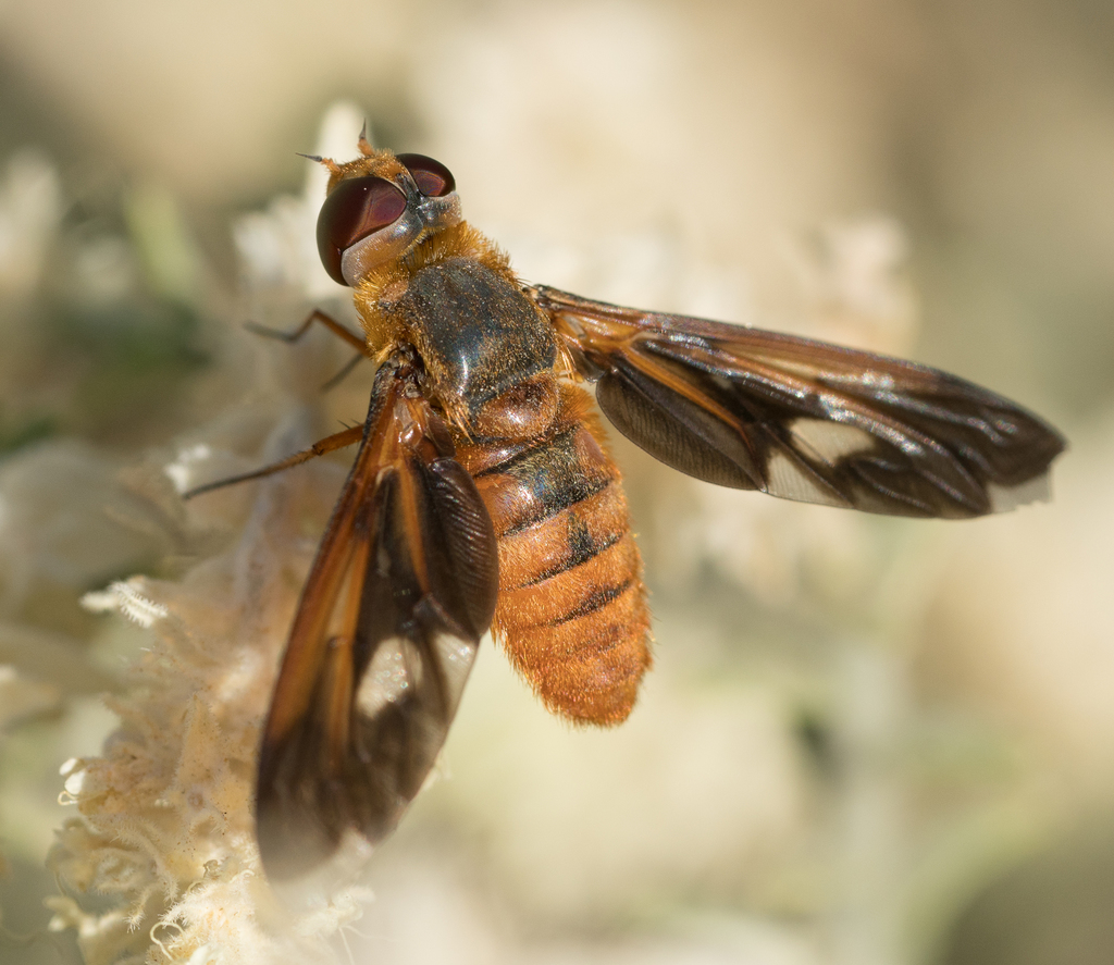 Poecilanthrax eremicus