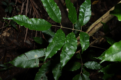 Image of Brown Cudgerie by (c) Greg Tasney, some rights reserved (CC BY-SA)