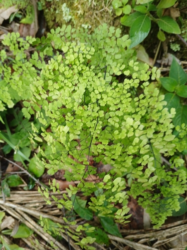 Foto de Avenca
