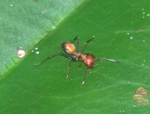 Colobopsis corallinaColobopsis corallina