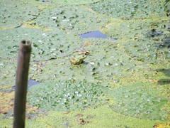 Pelophylax fukienensis