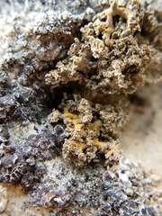 Xanthaptychia contortuplicata