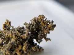 Xanthaptychia contortuplicata