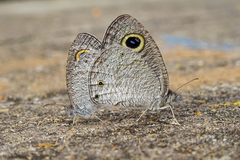 Ypthima asterope