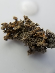 Xanthaptychia contortuplicata