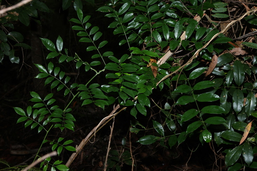 Image of Austrocallerya megasperma by (c) Greg Tasney, some rights reserved (CC BY-SA)