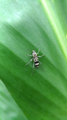 Chlorophorus signaticollis