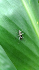 Chlorophorus signaticollis