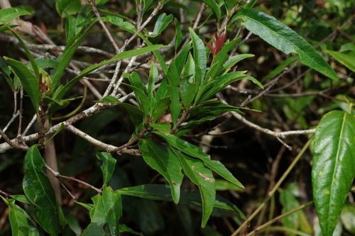 Image of Denhamia celastroides by (c) Greg Tasney, some rights reserved (CC BY-SA)