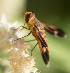 Poecilanthrax eremicus