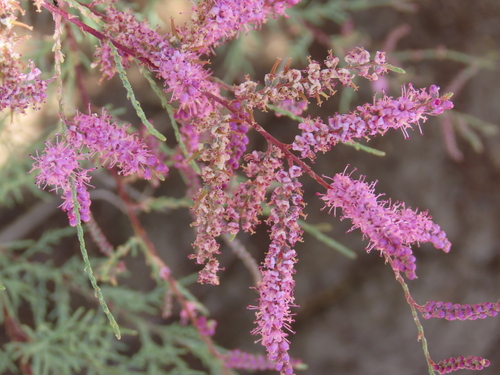 Image of Tamarix usneoides by no rights reserved