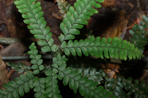Image of Forest Maidenhair Fern (Adiantum silvaticum) by (c) Greg Tasney, some rights reserved (CC BY-SA)