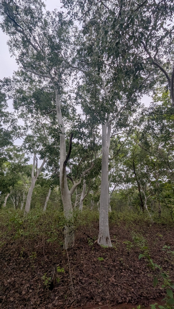 Timor white gum (Eucalyptus alba)